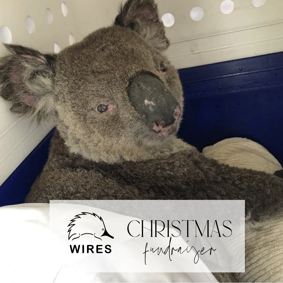 Odin the Koala Rescued by WIRES Wildlife Rescue. 